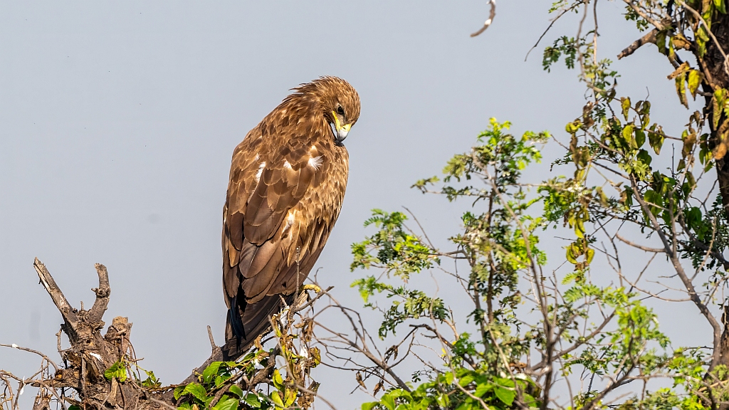 Greater Spotted Eagle